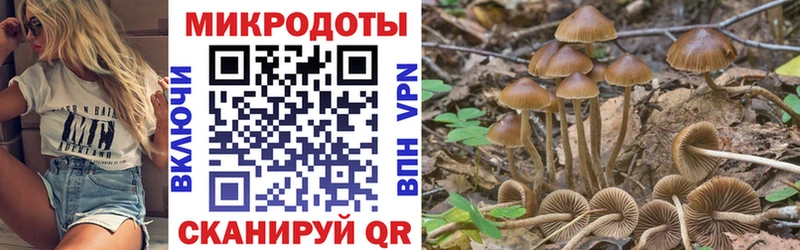 купить наркотик  Белокуриха  Псилоцибиновые грибы Psilocybe 
